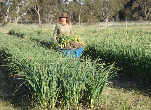 Wildes Lane is a boutique producer of garlic and Australian Food Awards Double Gold Medalist, 2018 and Champion, 2017