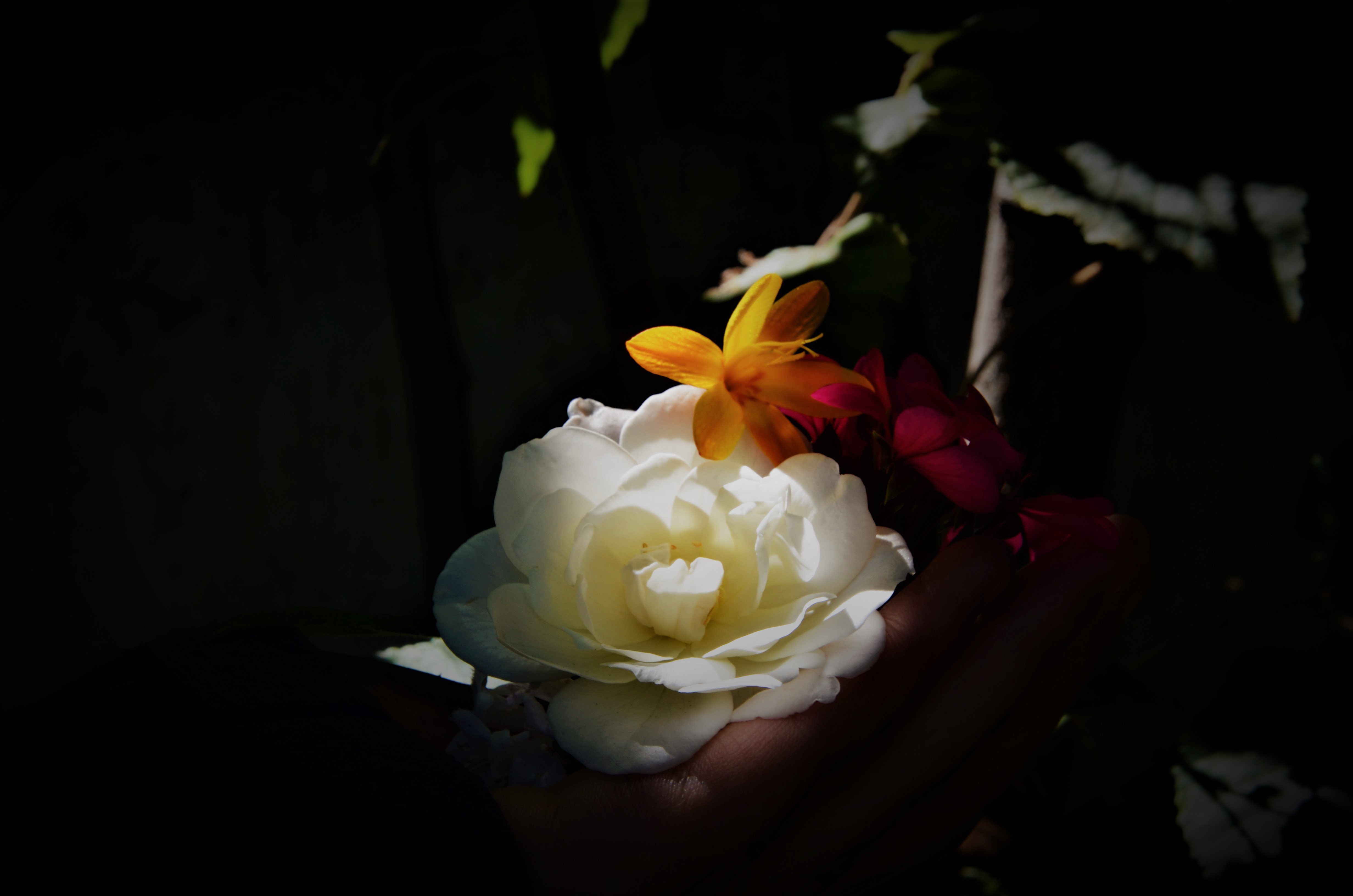Sophie Zarafa, Koonung Secondary College – Flower in Hand