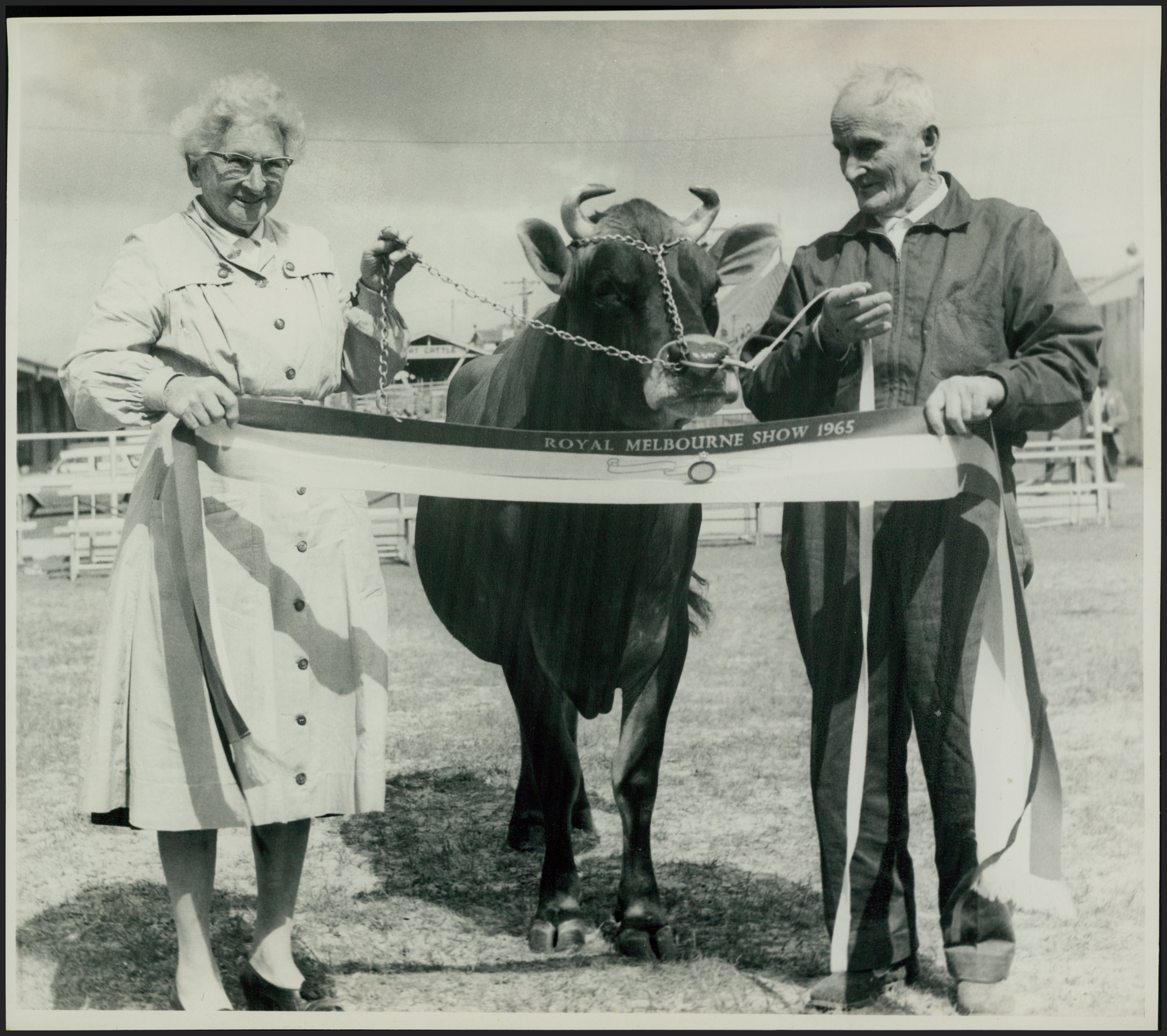 Photograph - Royal Melbourne Show Cattle, 1965 (0010038)