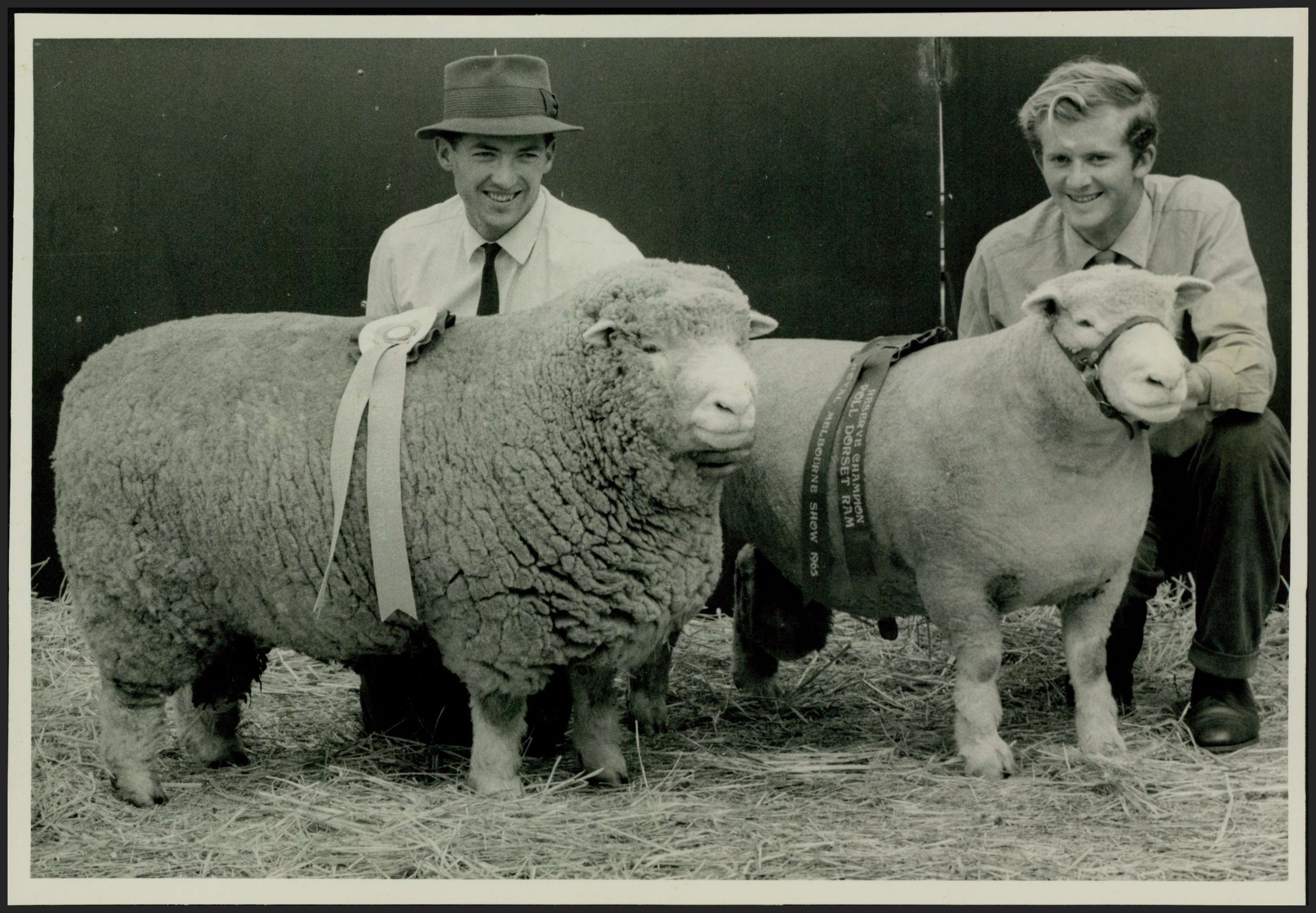 Photograph - Royal Melbourne Show Poll Dorset Champion and Reserve Champion Rams, 1965 (0010083)