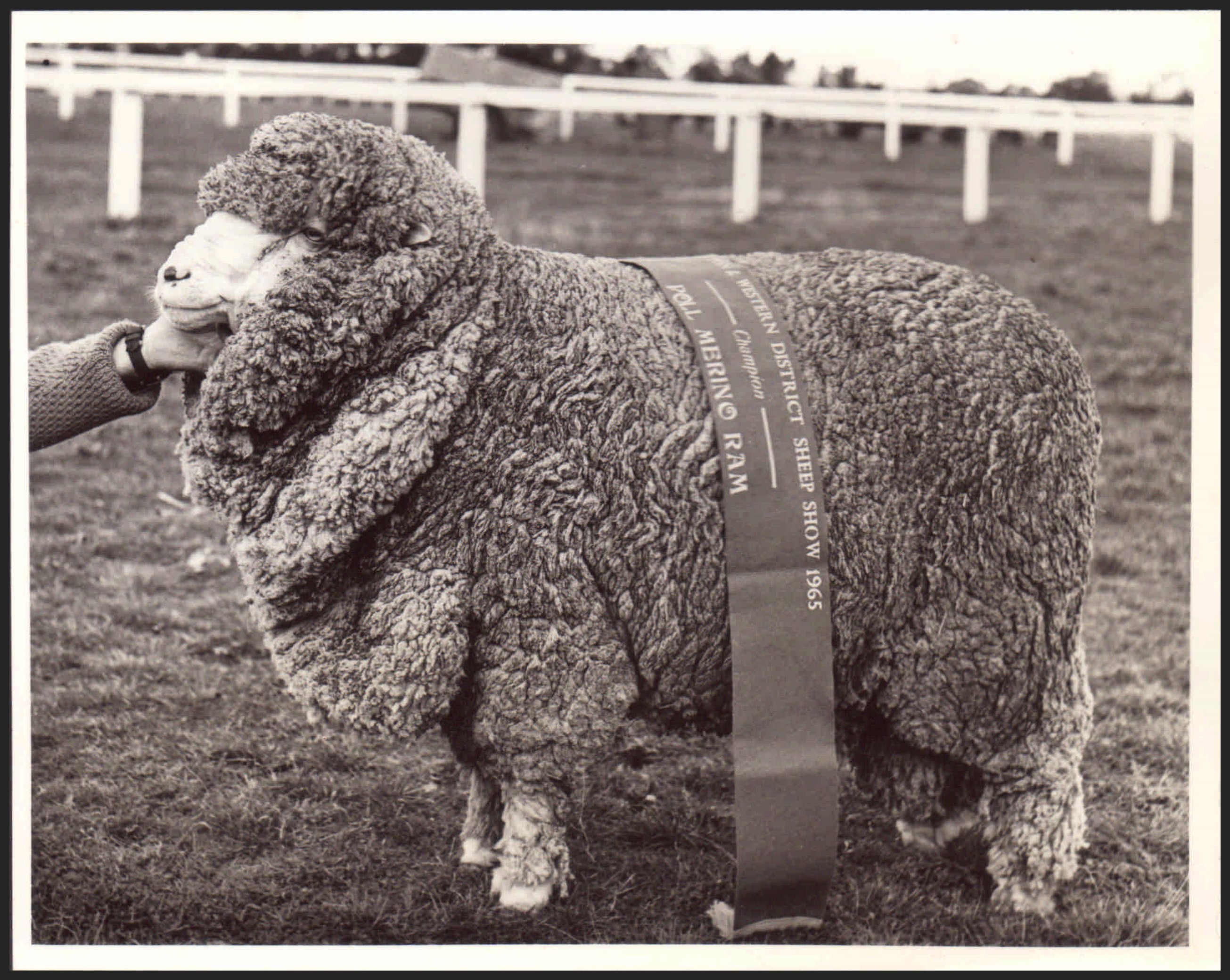 Photograph Hamilton and Western District Sheep Show Champion