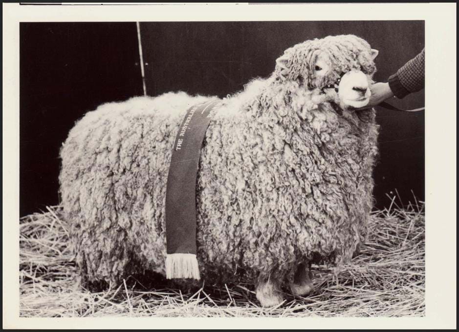 Photograph - Sheep Showing, c.1966 (5)