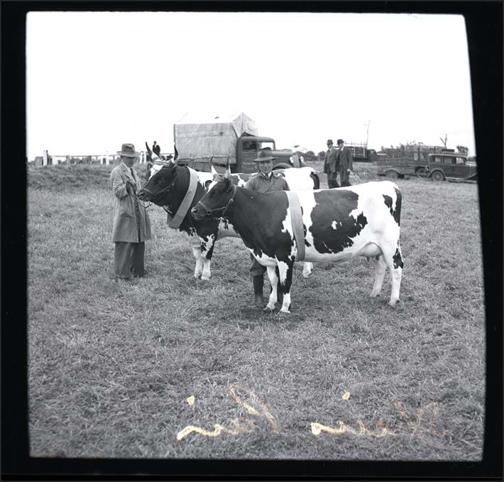 Negative - Champion Ayrshire Cow and Bull at Noorat Show, c.1949