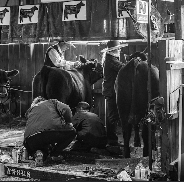 Caption: Showing is a family affair for Jo and Phil McLauchlan, exhibiting alongside their children Lochie and Tiffany at the Melbourne Royal Beef Cattle Competition. Credit: Emily Hurst.