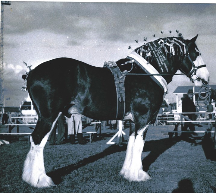 A Clydesdale at the Show, c.1940s. Image Source: Melbourne Royal Heritage Collection, Frank Johnson Collection.