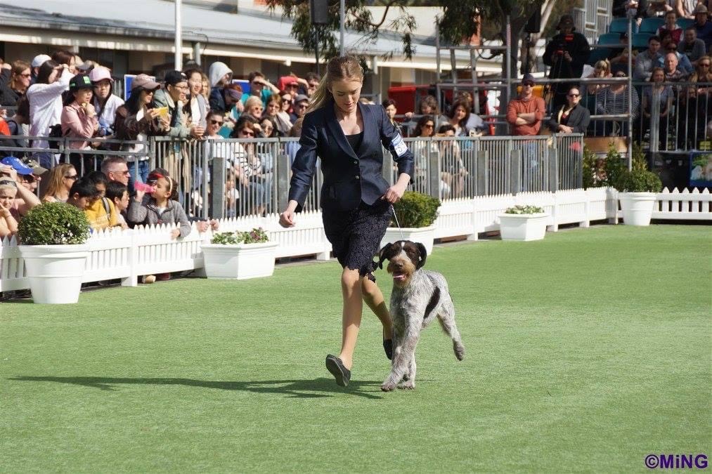 Destiny Hamilton and Bindi in the ring at the Melbourne Royal All Breeds Championship Show.