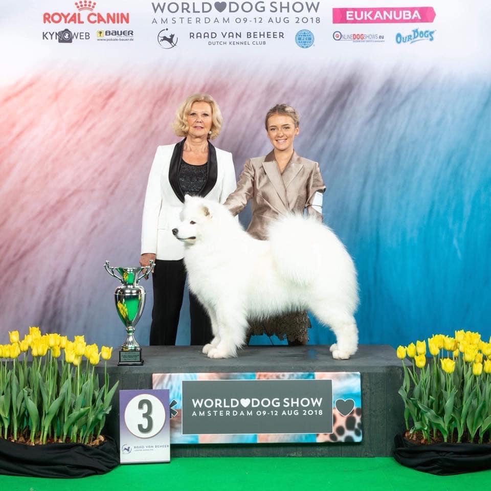 Destiny competing at the World Dog Show, Melbourne Royal All Breeds Championship Show.
