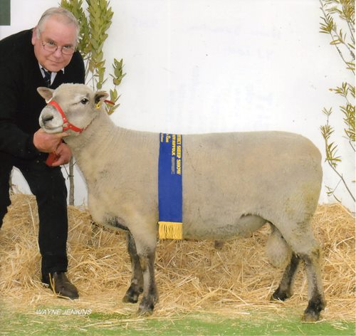 Willow Drive Tommy (YJ100/2013) Champion South Suffolk Ram 2015 Hamilton Sheepvention. Tommy Reg No.F7432 was used in the 2016 joining.